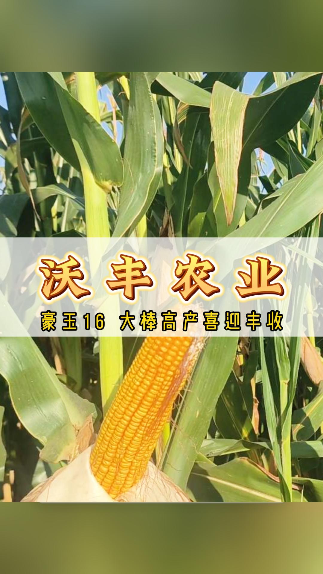 贵州高产玉米品种(贵州高产玉米品种介绍)