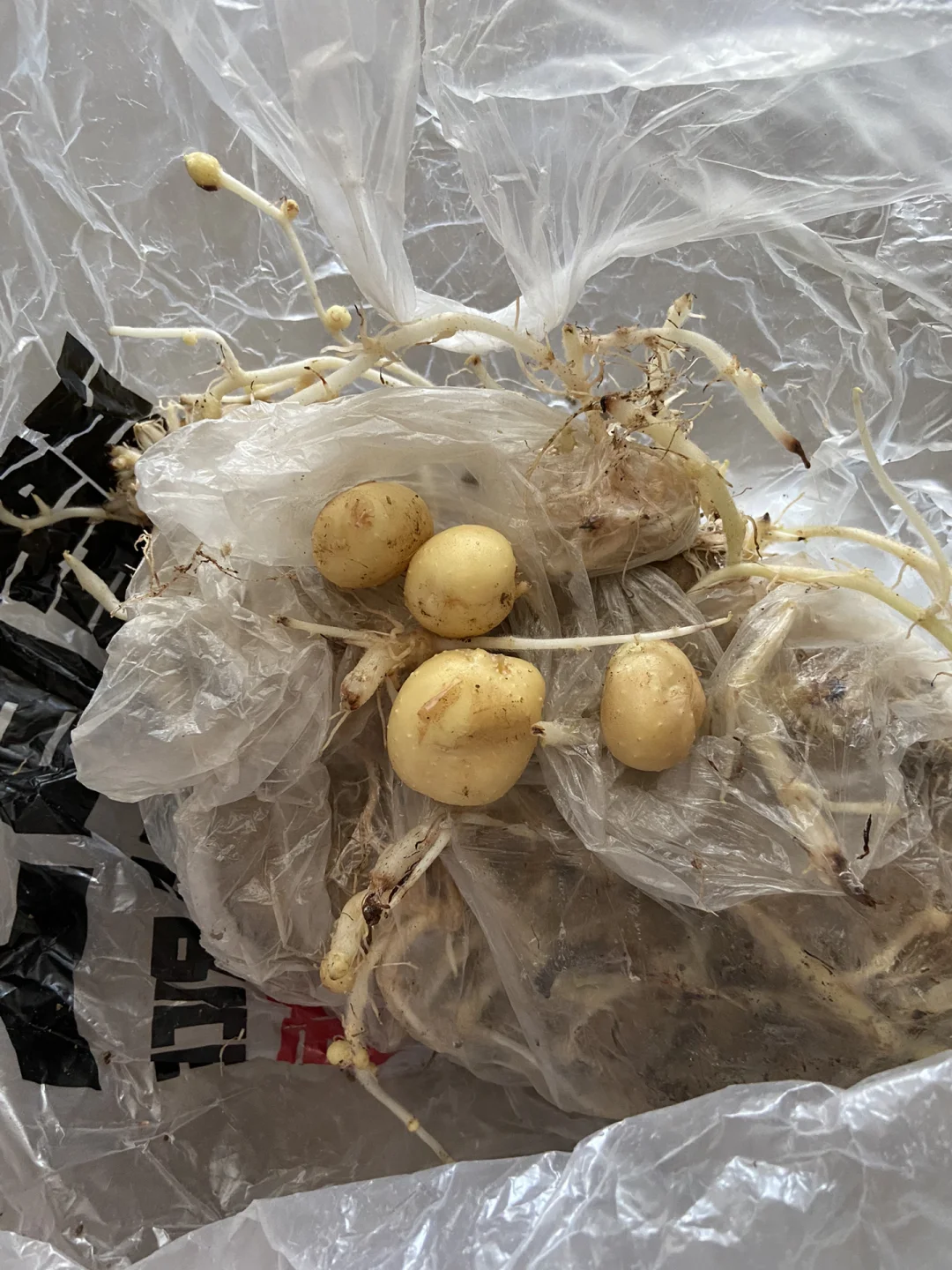 无土栽培的土豆(无土栽培的土豆怎么保存)