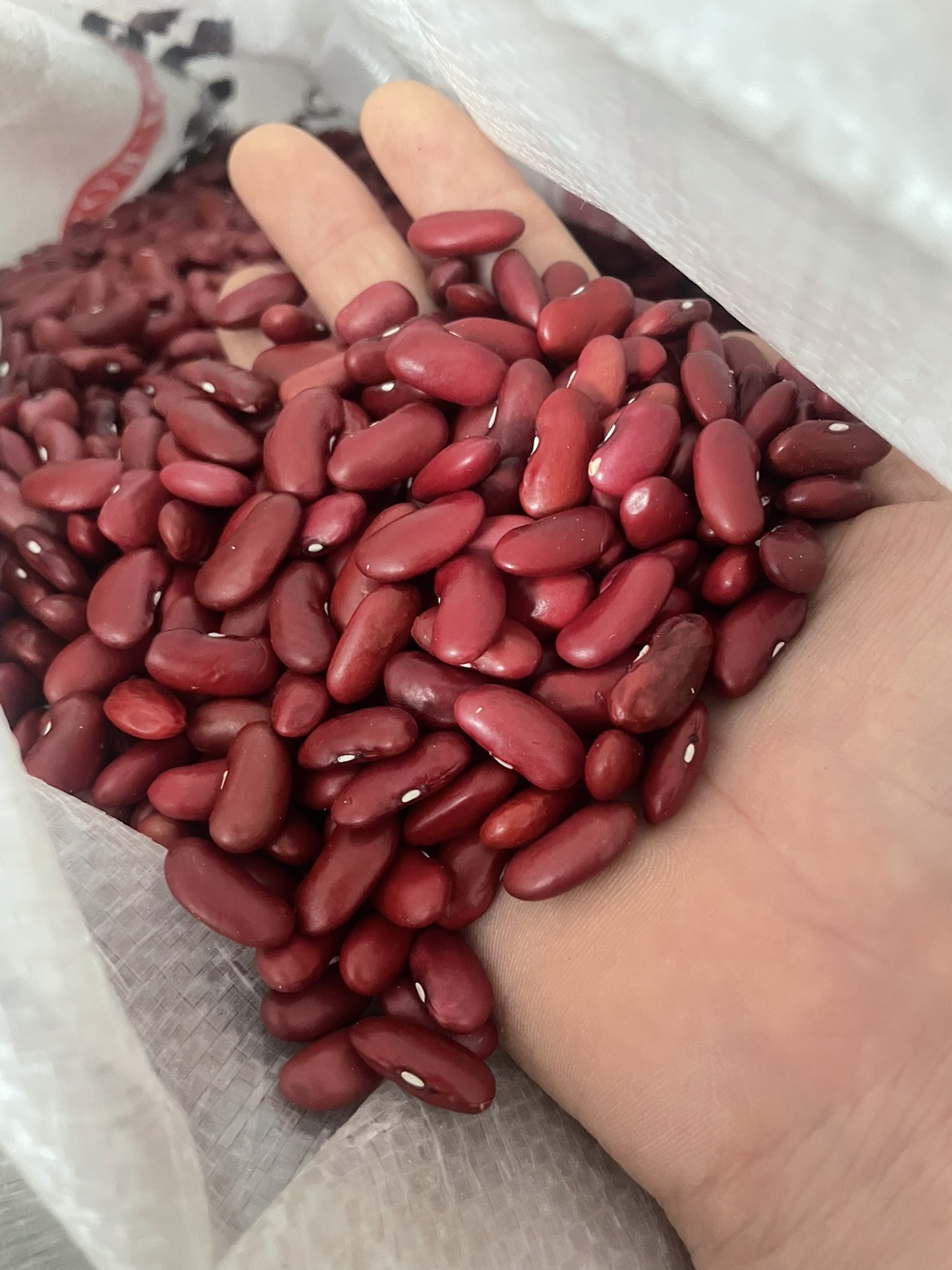 饭豆种子(饭豆种植技术)