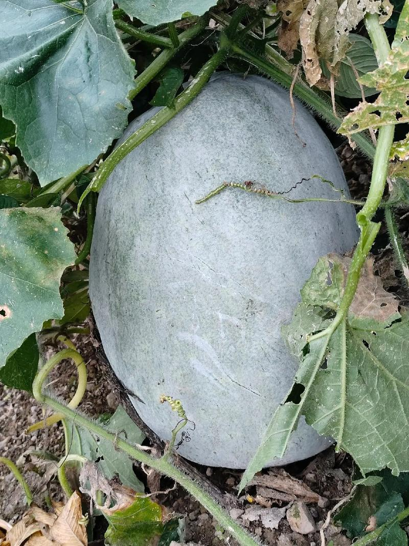 秋植冬瓜种植技术(秋冬瓜生长周期多长)