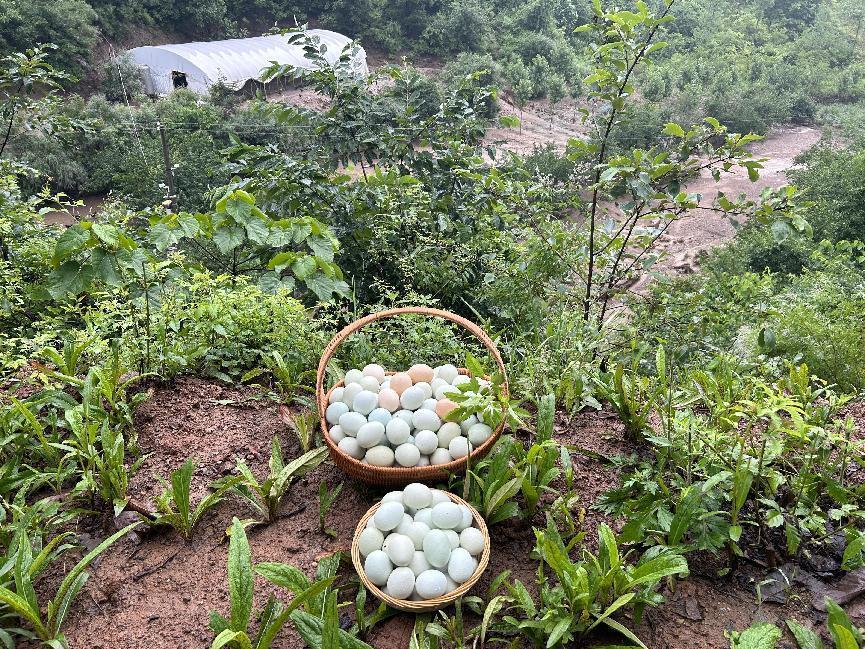 绿壳鸡蛋蛋鸡养殖(绿壳蛋鸡养殖视频)