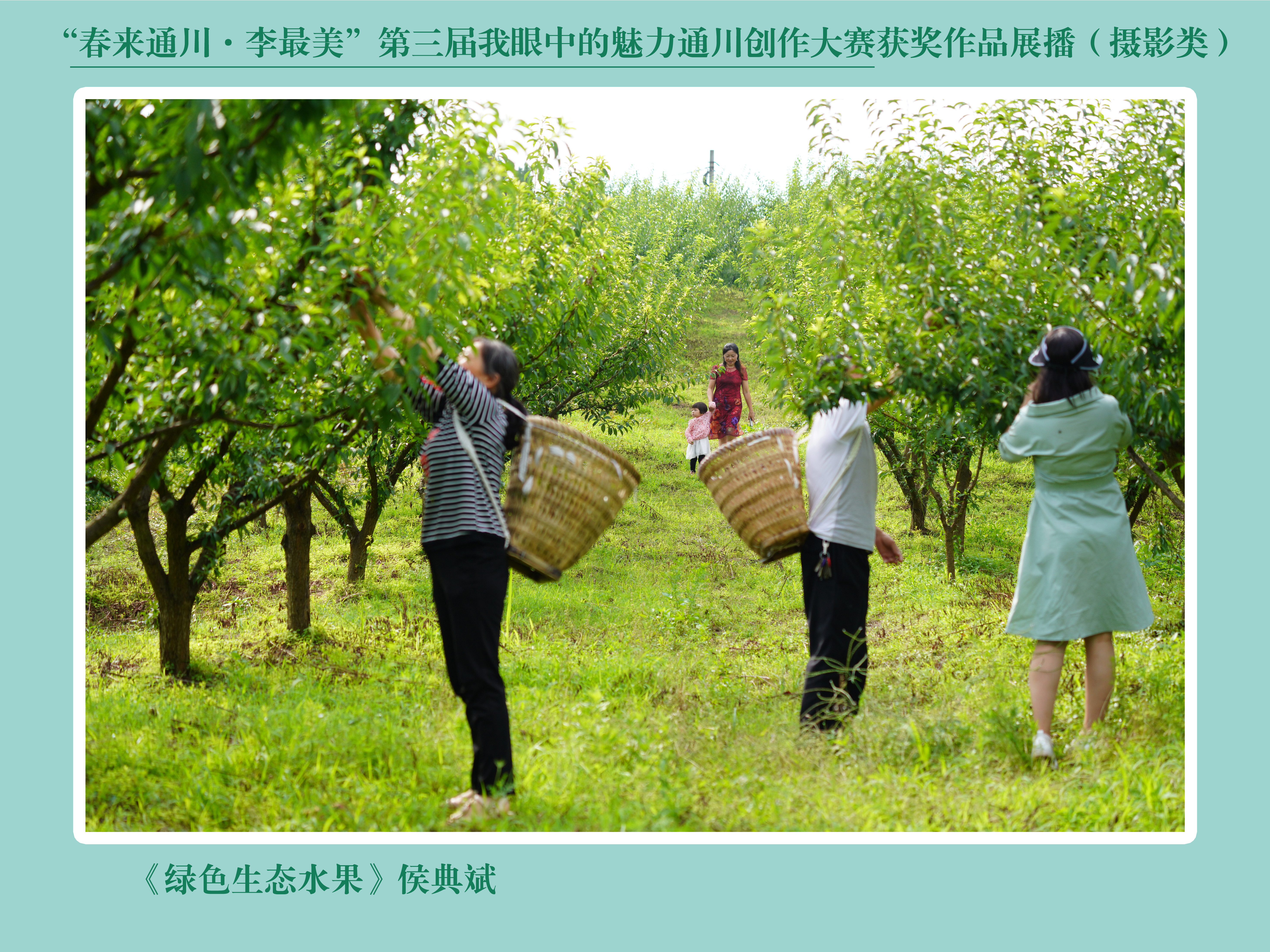 水田种植果树(水田种植果树开沟多宽比较好)