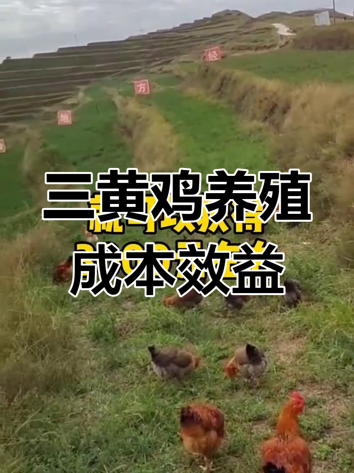 鸡养殖前景分析(养鸡的行业现状及发展趋势)