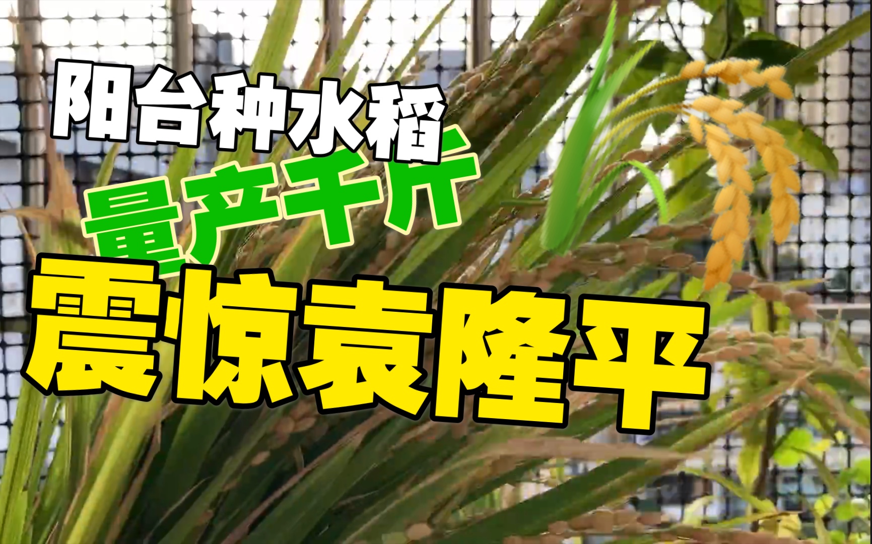 阳台水稻种植(阳台水稻种植技术方法)