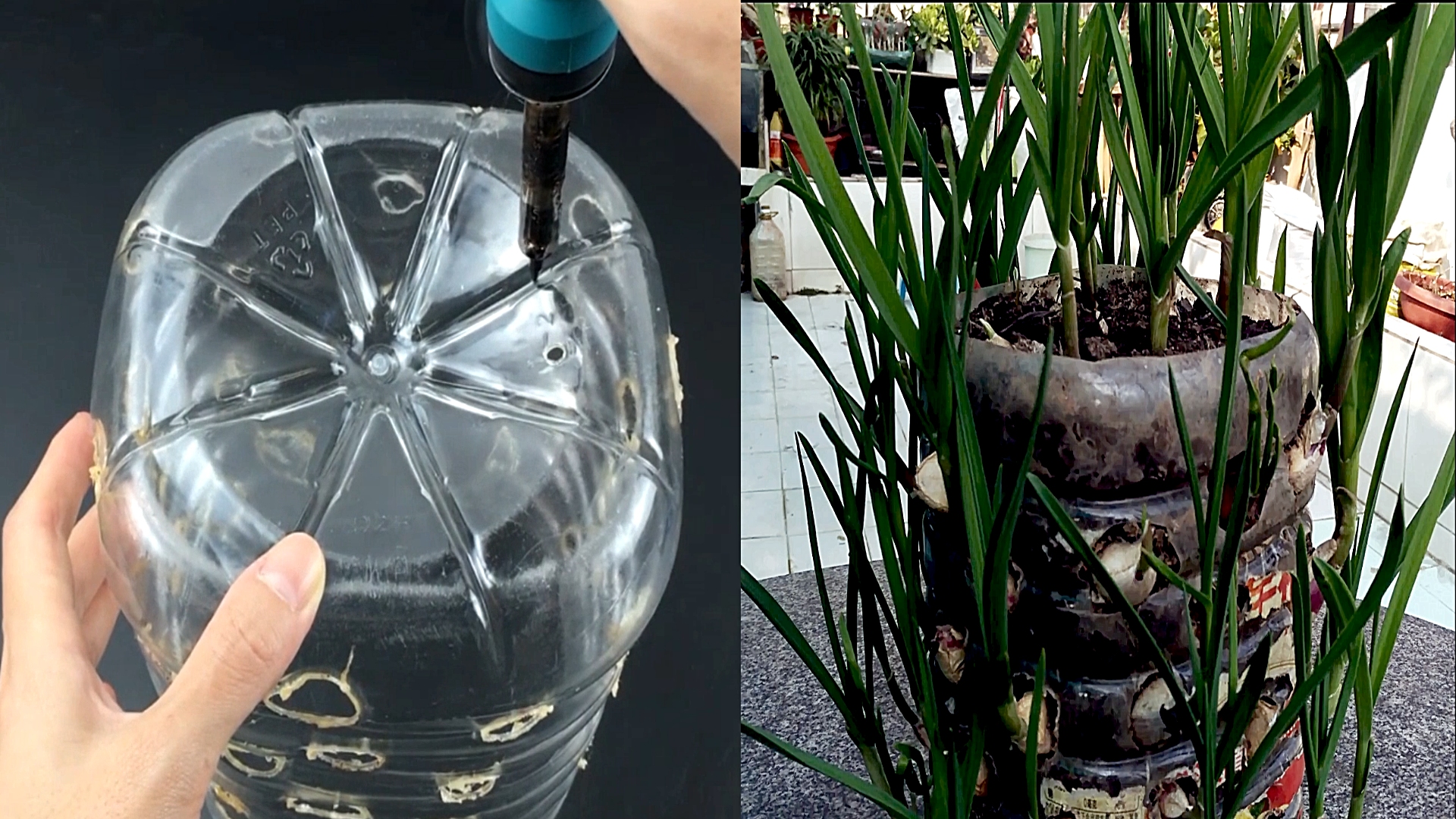 油桶怎么种辣椒(油桶种菜的正确方法)
