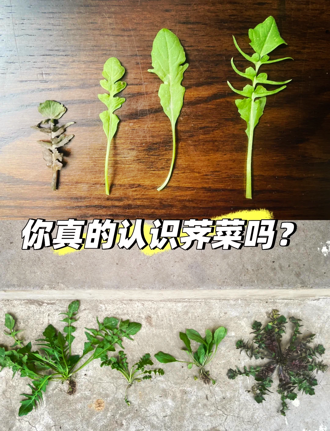 荠菜有什么特点(又是荠菜花开时作者认为荠菜有什么特点)