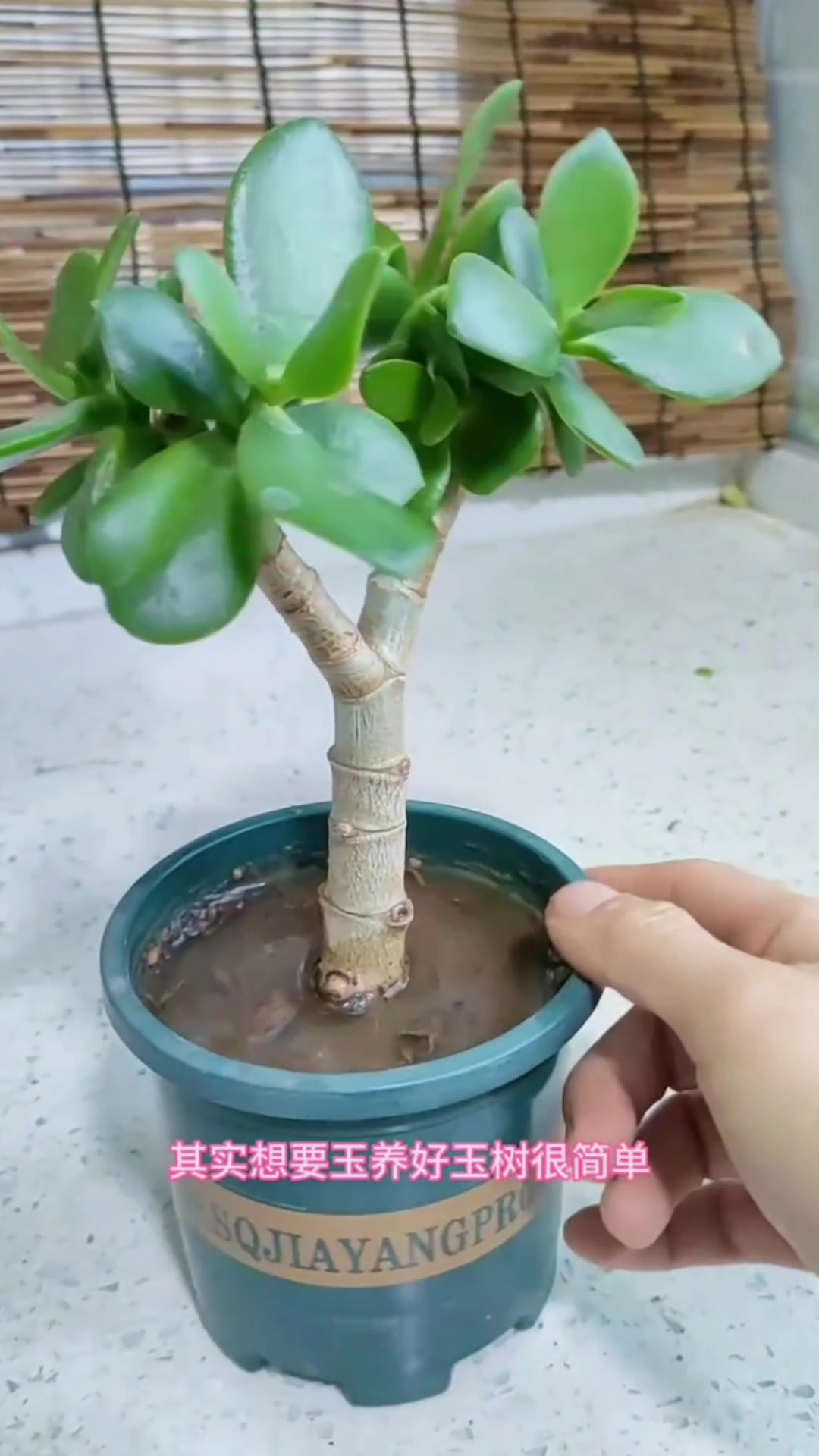 刺茉莉养殖方法(茉莉的枝条有刺吗)