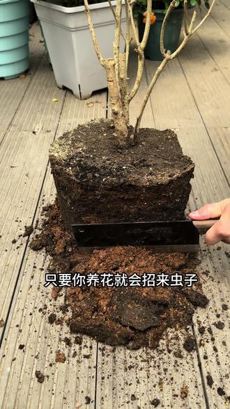 花土里小飞虫(花土里小飞虫是什么虫)