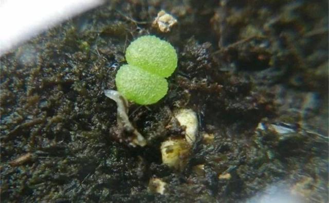 花土里小飞虫(花土里小飞虫是什么虫)