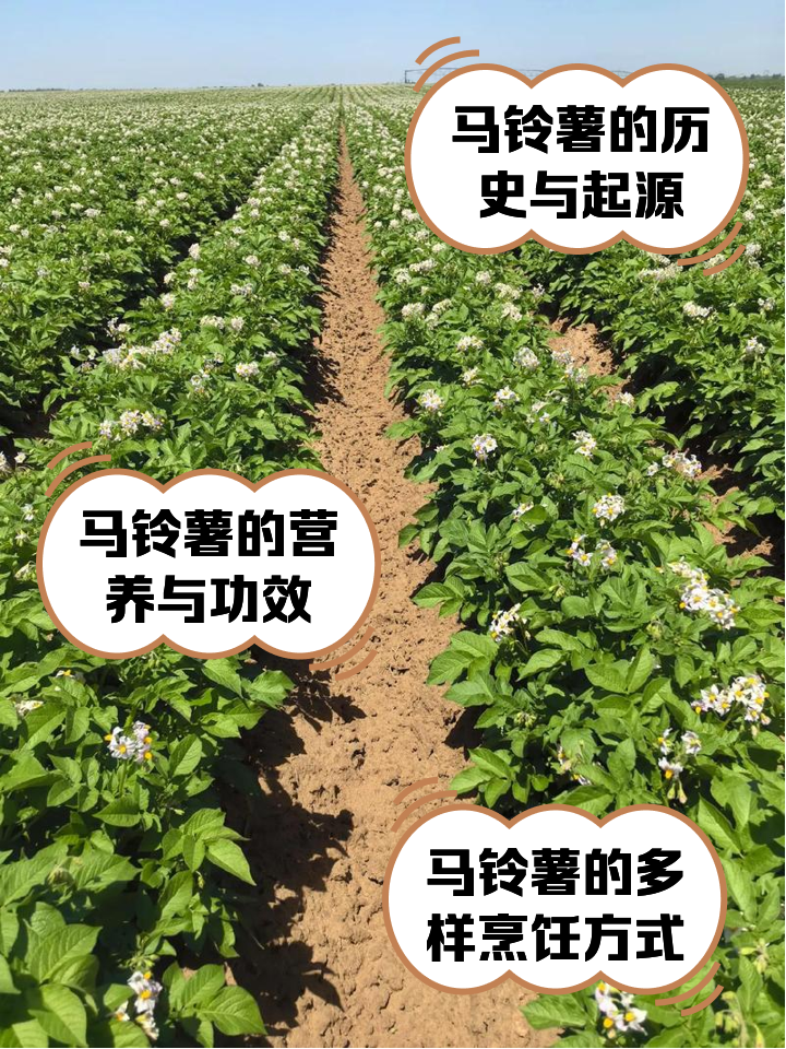 种植马铃薯施肥方法(种马铃薯施底肥的步骤)