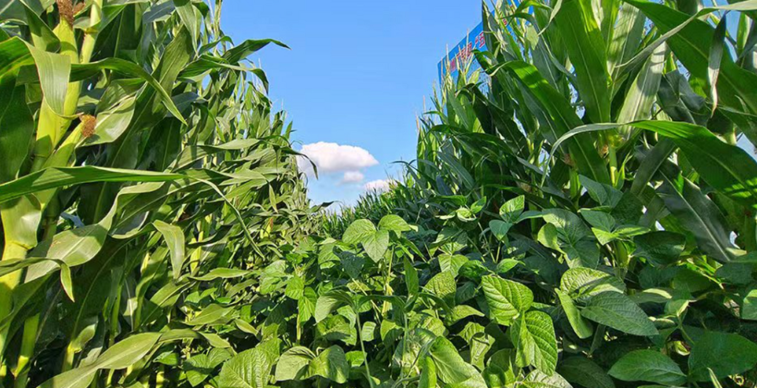 大豆和什么混合种植(大豆和什么混合种植最好)