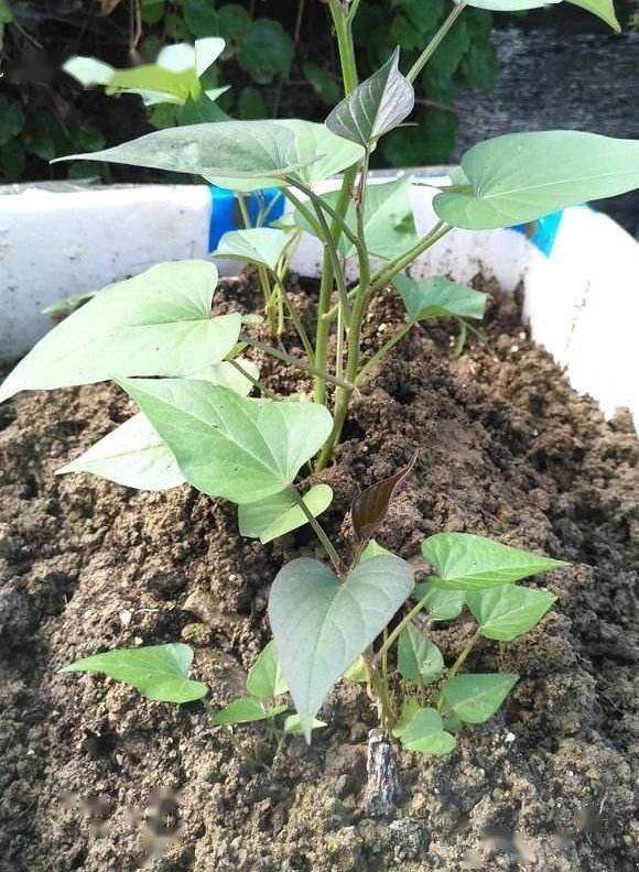 阳台地瓜的种植方法(怎样在阳台种植地瓜的视频)