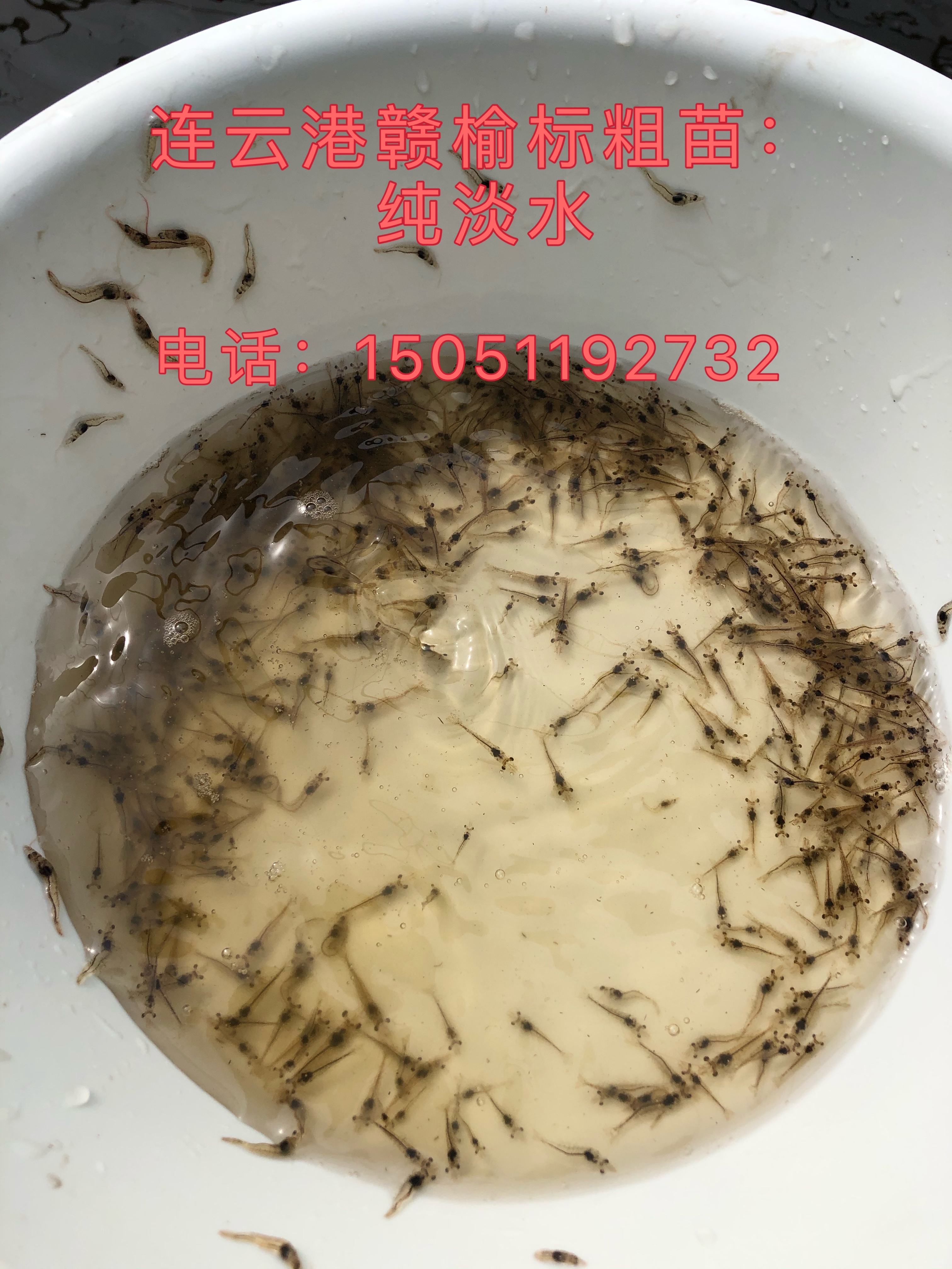 白对虾淡水养殖技术(白对虾淡水养殖技术要点)