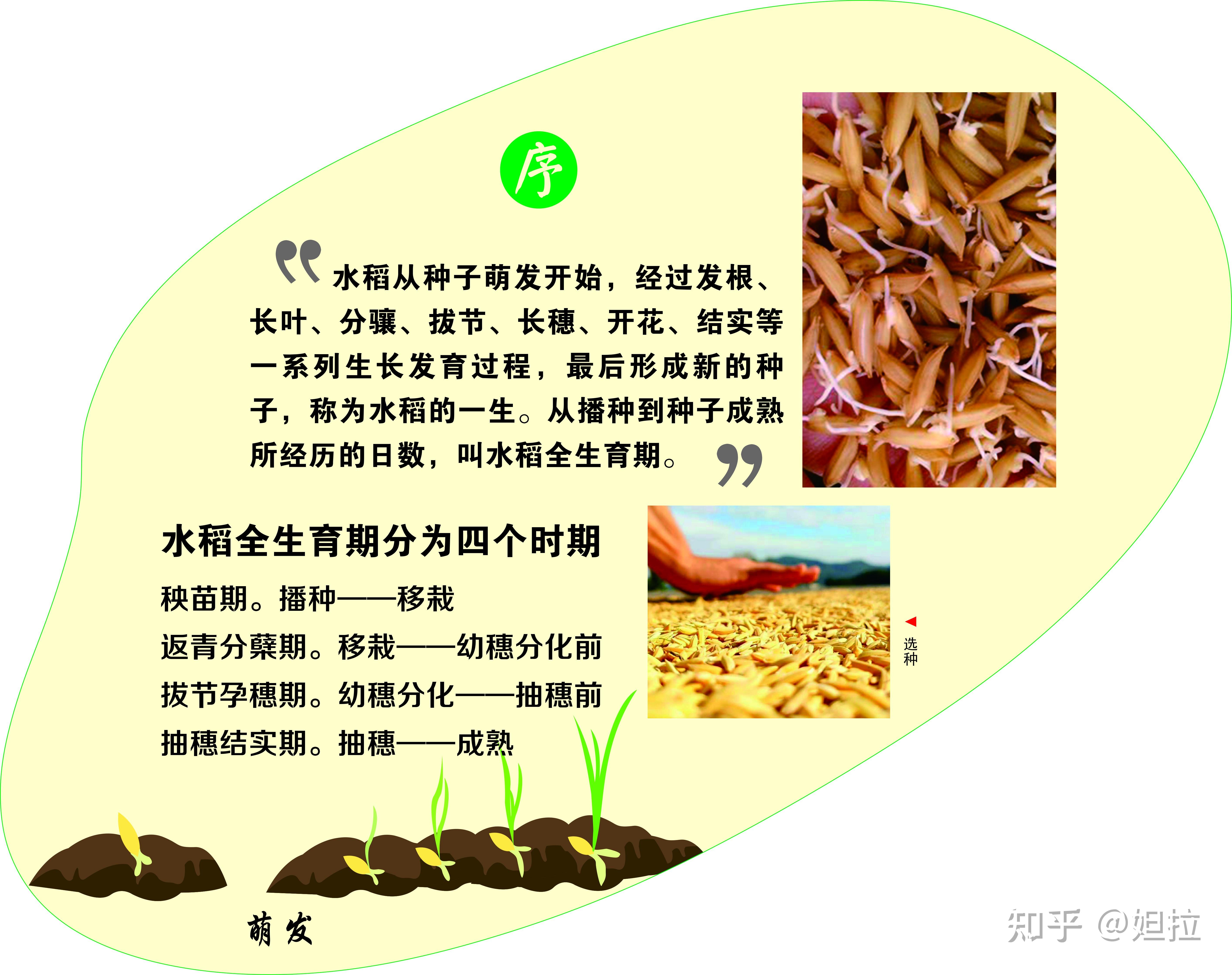 水稻栽培历史(水稻栽培历史最早在中国的哪个地区)