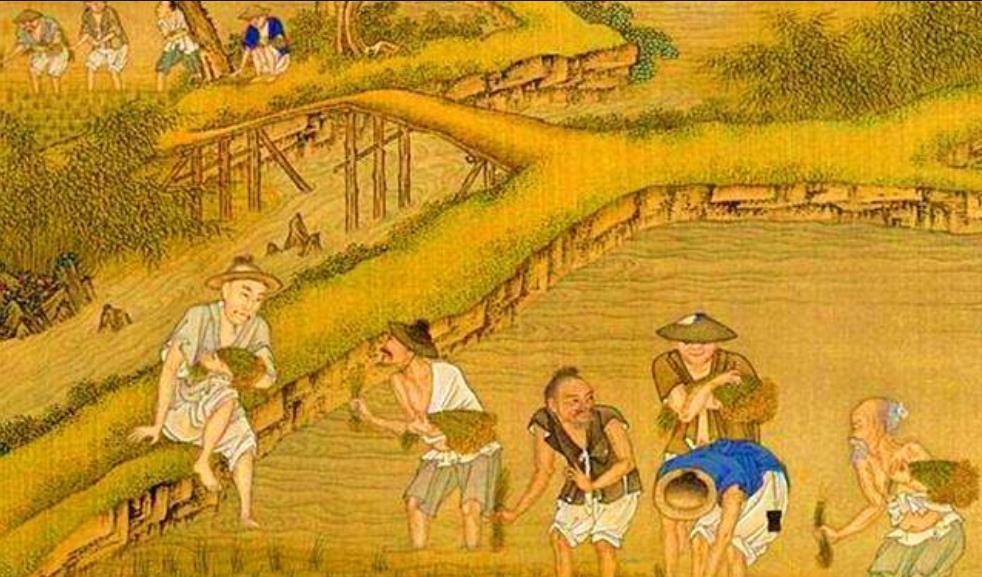 水稻栽培历史(水稻栽培历史最早在中国的哪个地区)