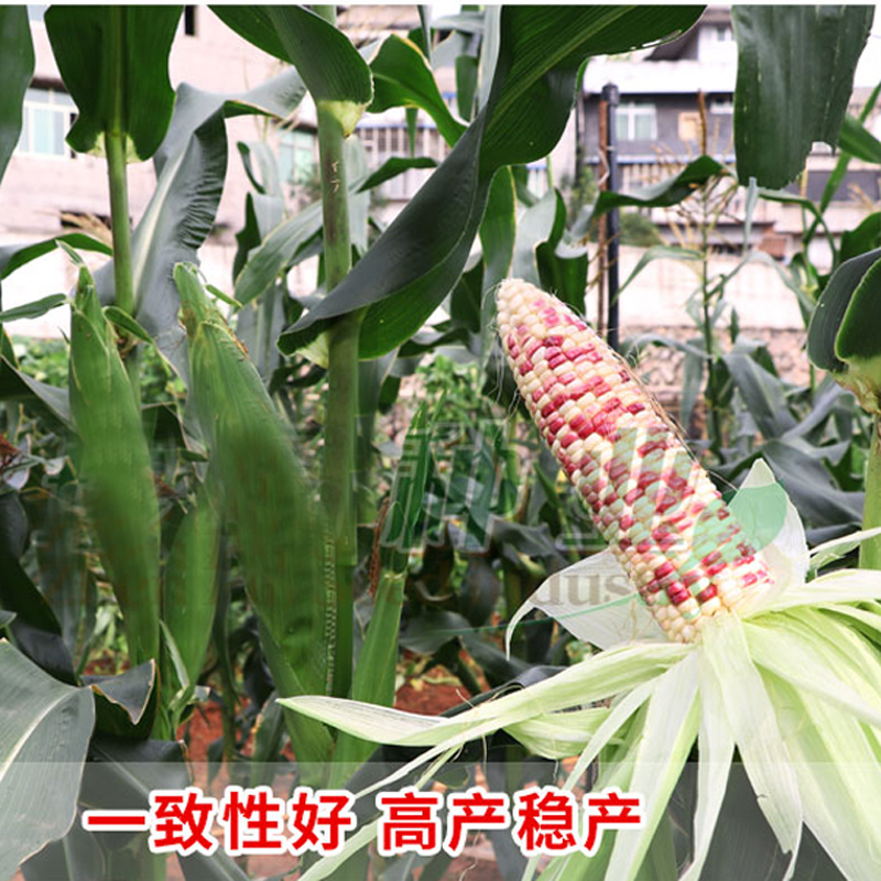 花超玉米种子什么品种好(2021花超甜玉米今日批发价格)