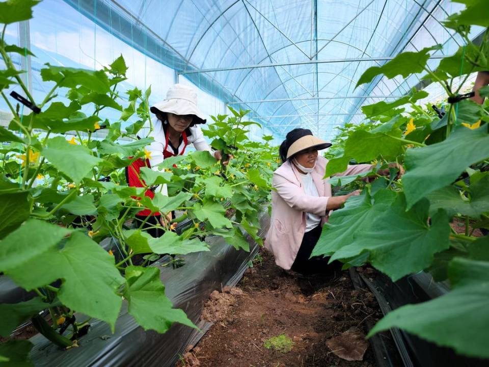 蔬菜种植项目(蔬菜种植项目适用的范围)