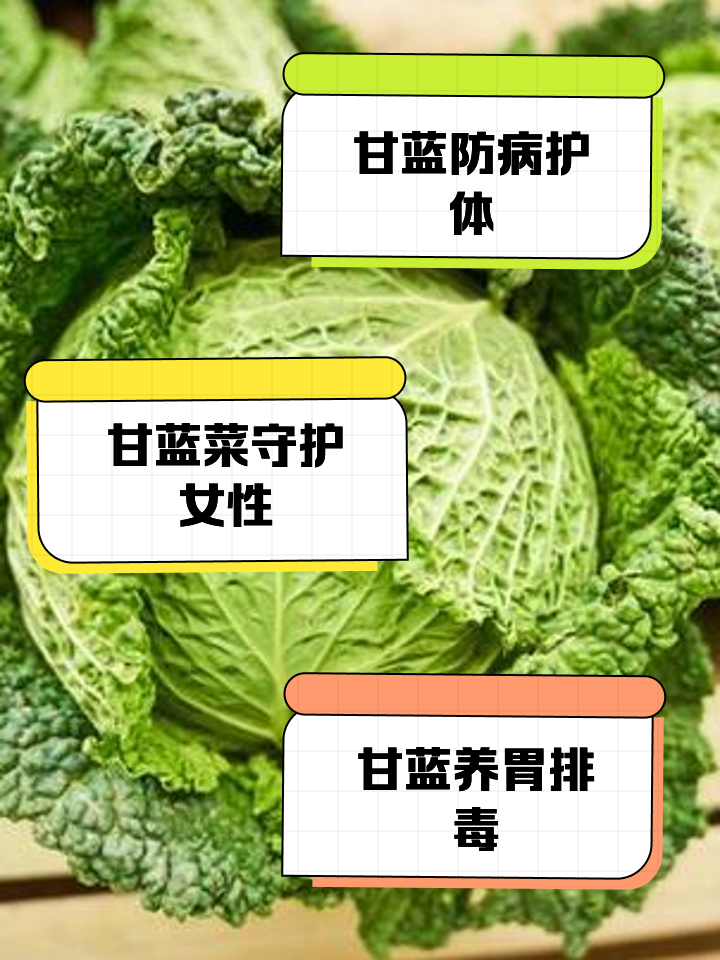 甘蓝的种植技术(甘蓝的种植技术和田间管理 可以把脚叶打掉吗)