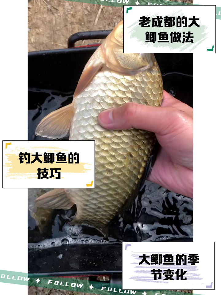鲫鱼繁殖的快吗(鲫鱼繁殖期间好不好钓)