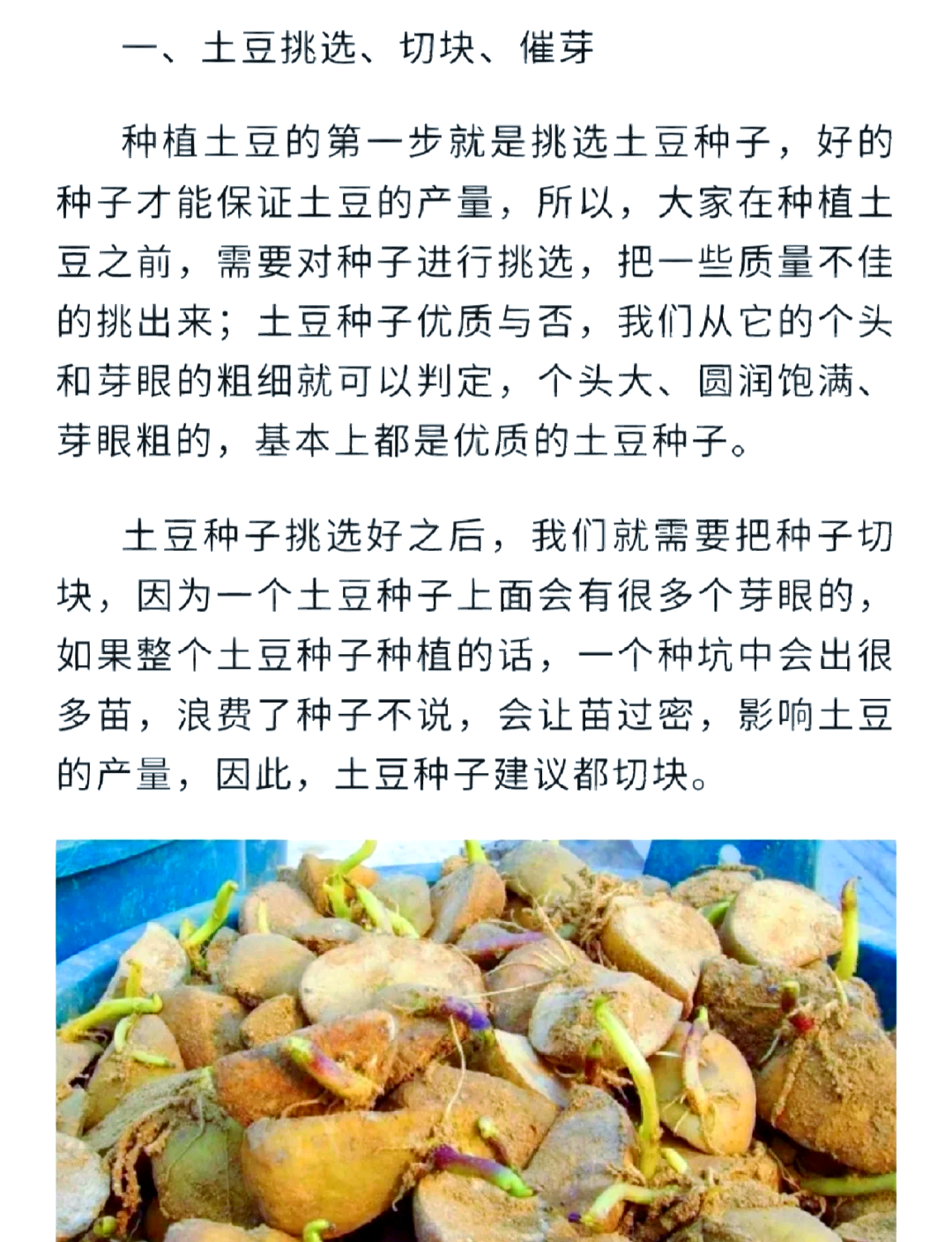 土豆夏季种植技术(土豆种植技术 春季)