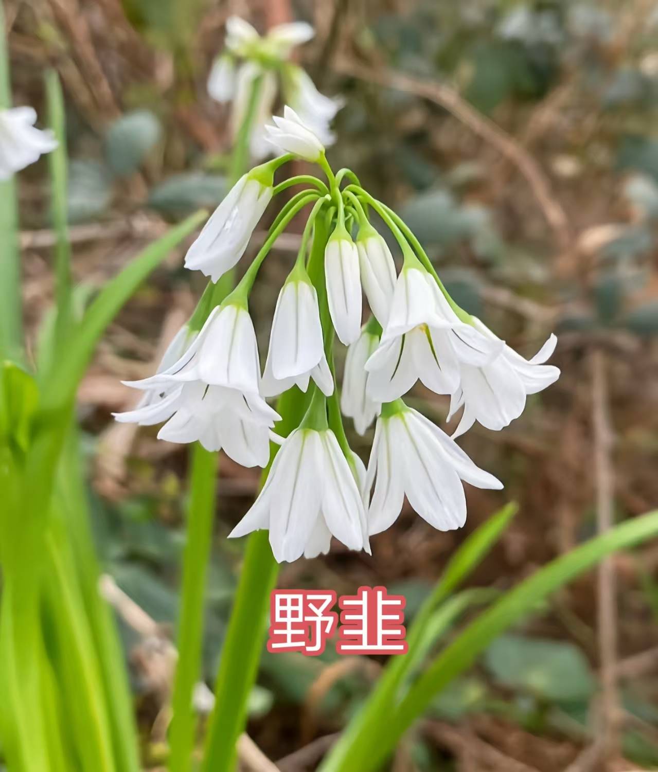 葱种和韭菜种的区别(种葱和韭菜的土壤要求是什么)