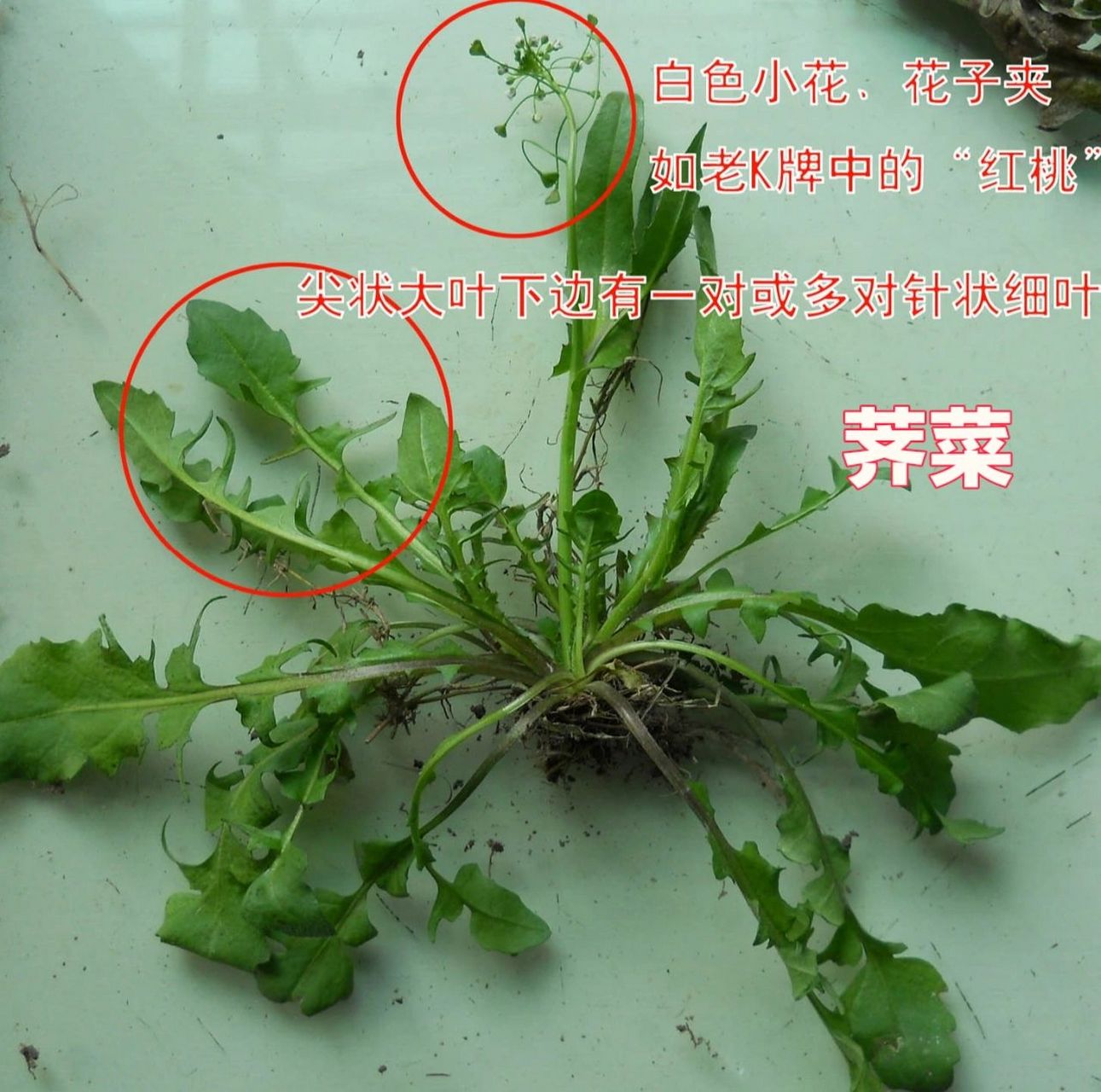 两种野生荠菜的图片(两种野生荠菜的图片区别)