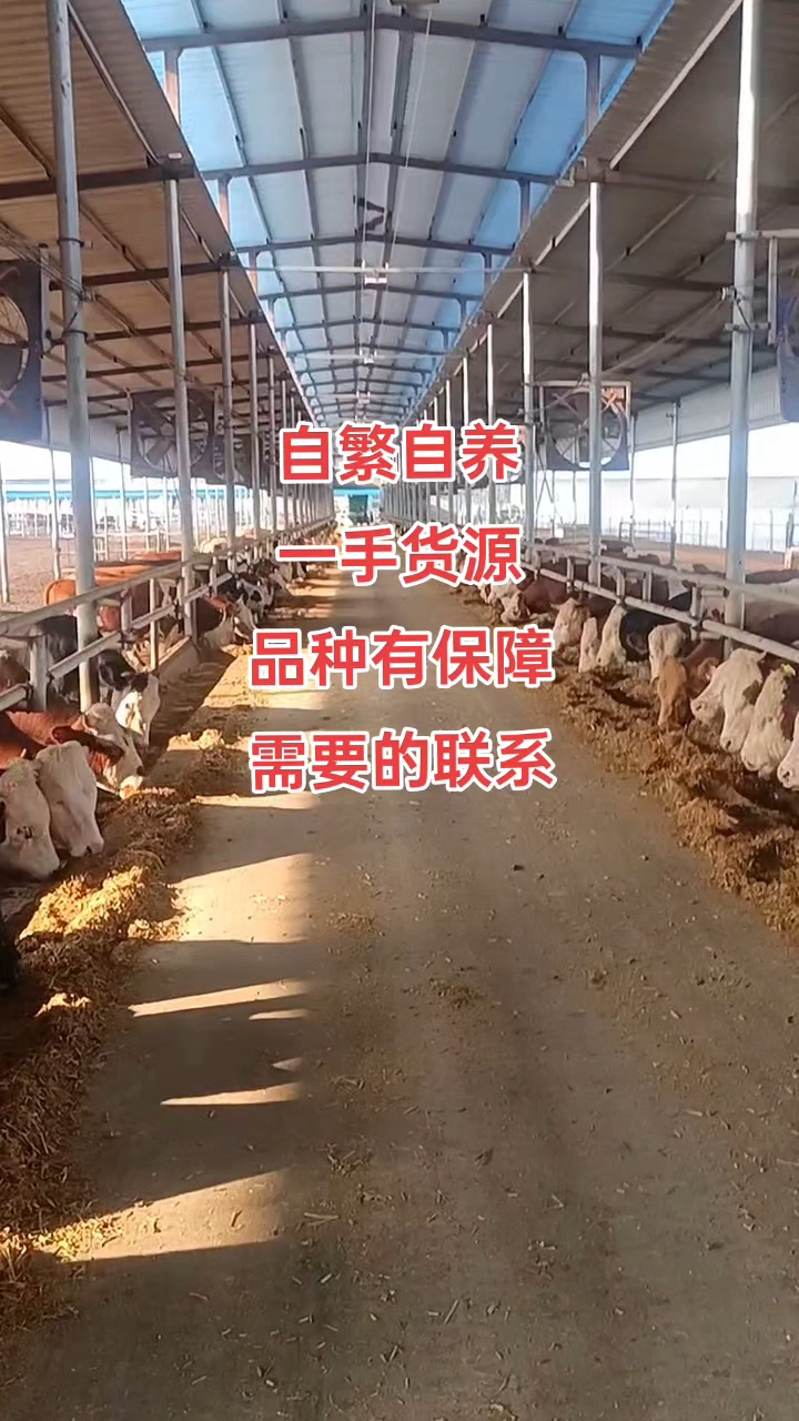 牛的养殖方法和技术(牛的养殖方法和技术图片)