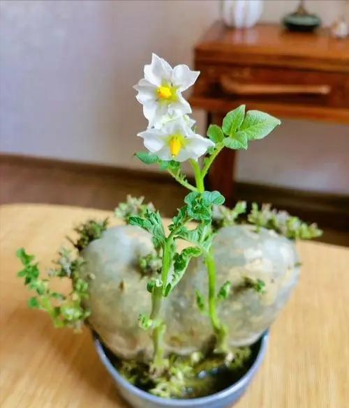 盆栽土豆的种植方法(盆栽土豆的种植方法视频)