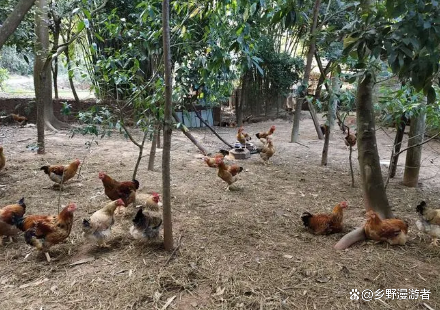1亩地养多少只鸡(一亩地放养多少只鸡)