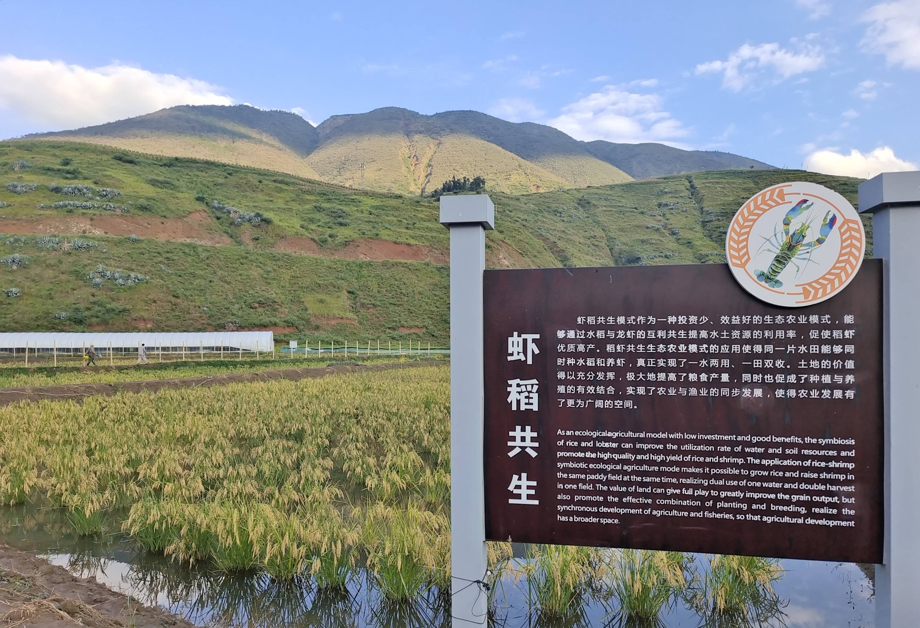 稻虾养殖技术大全(稻虾养殖技术大全图解)