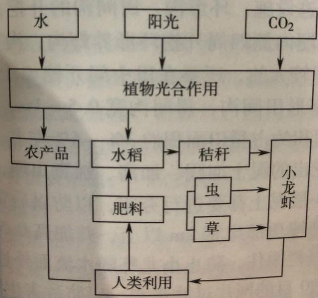 稻虾养殖技术大全(稻虾养殖技术大全图解)