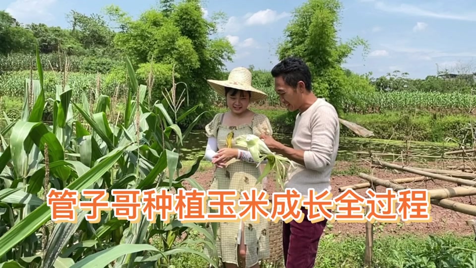 黑龙江种玉米(黑龙江种玉米亩产多少斤)