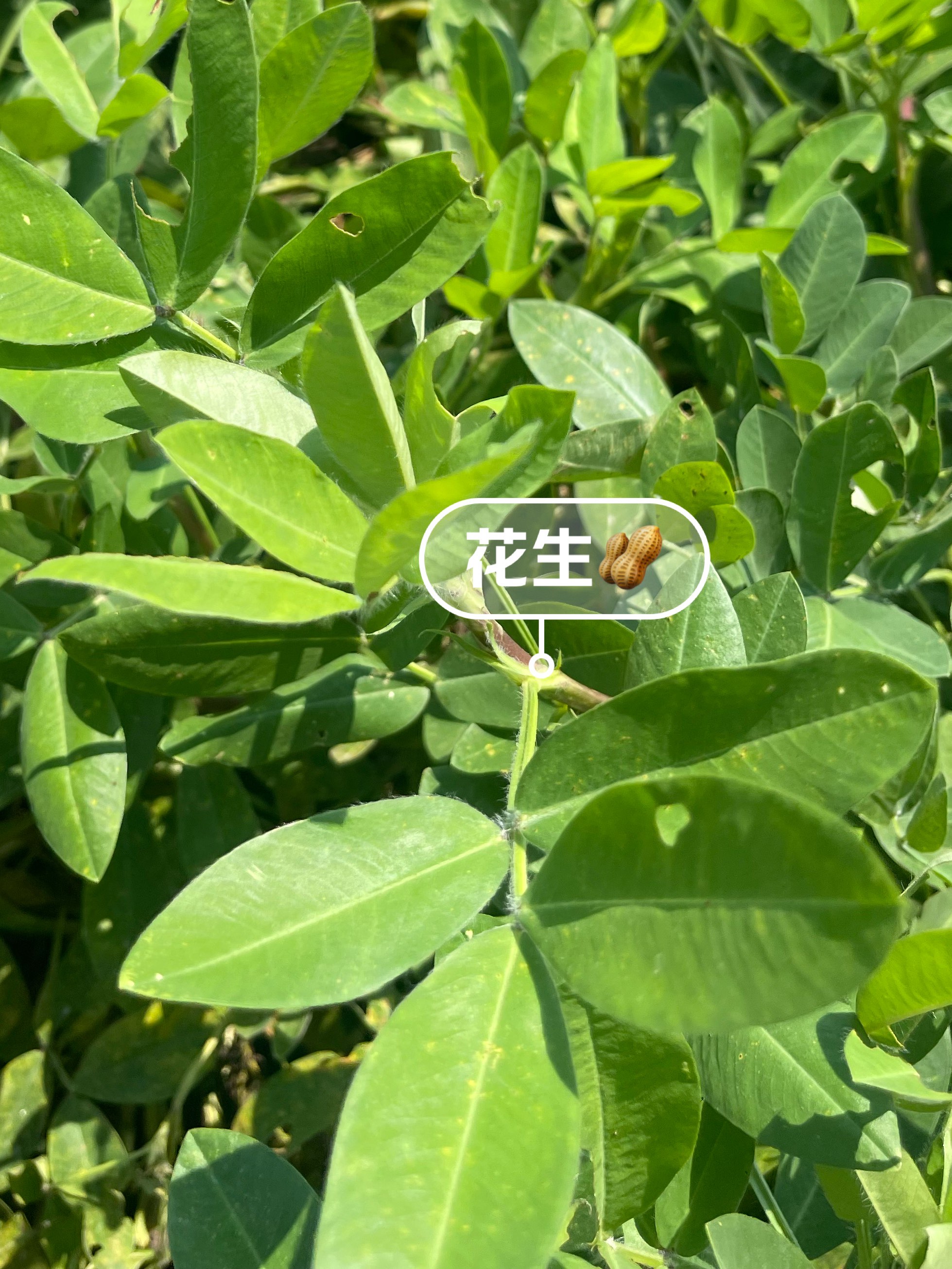 适合南方种植的花生品种(适合南方种植的花生品种有哪些)