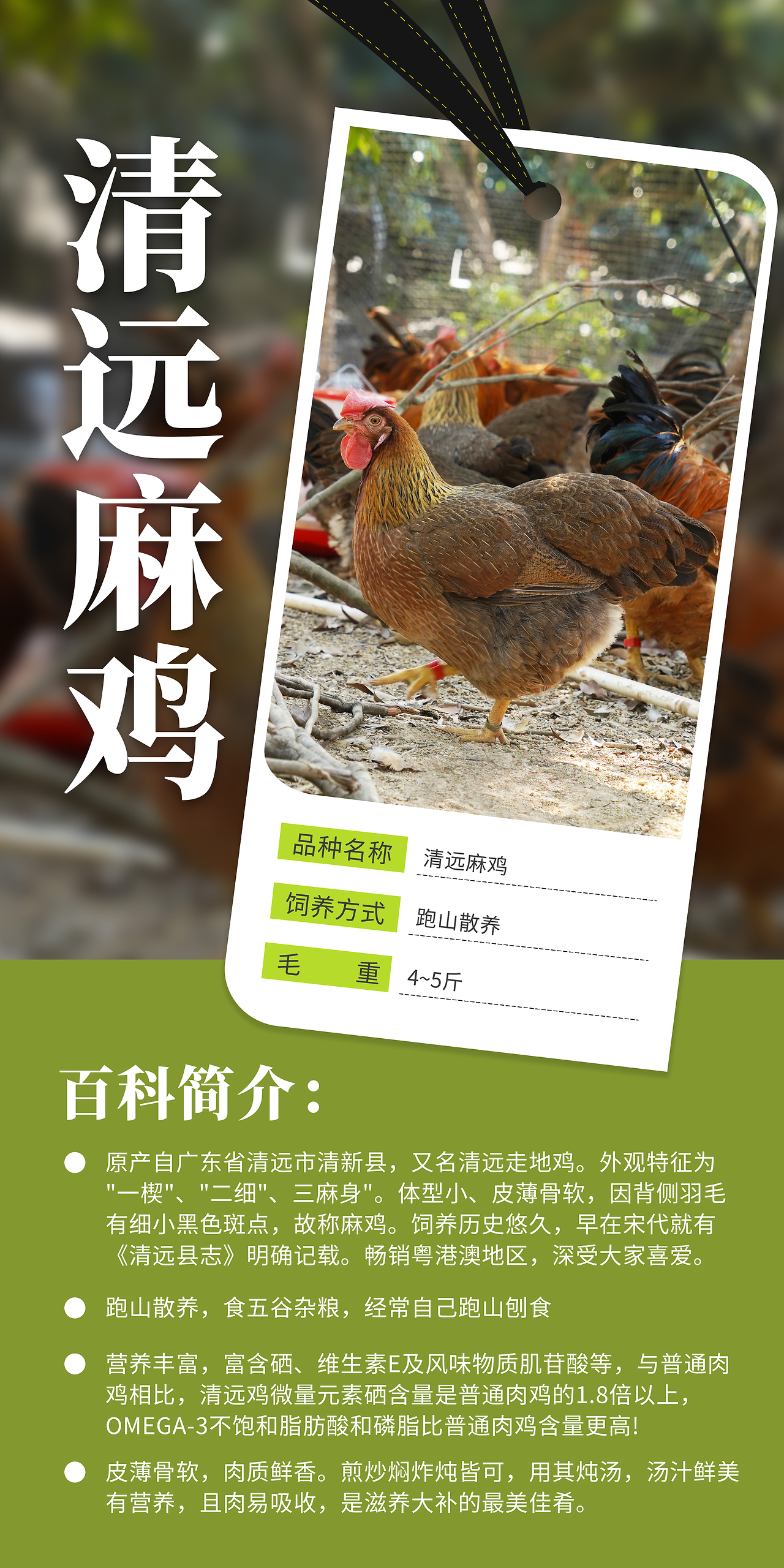 肉鸡饲养,野山鸡的养殖饲养技术,,1.24,2,高,地域词的简单介绍