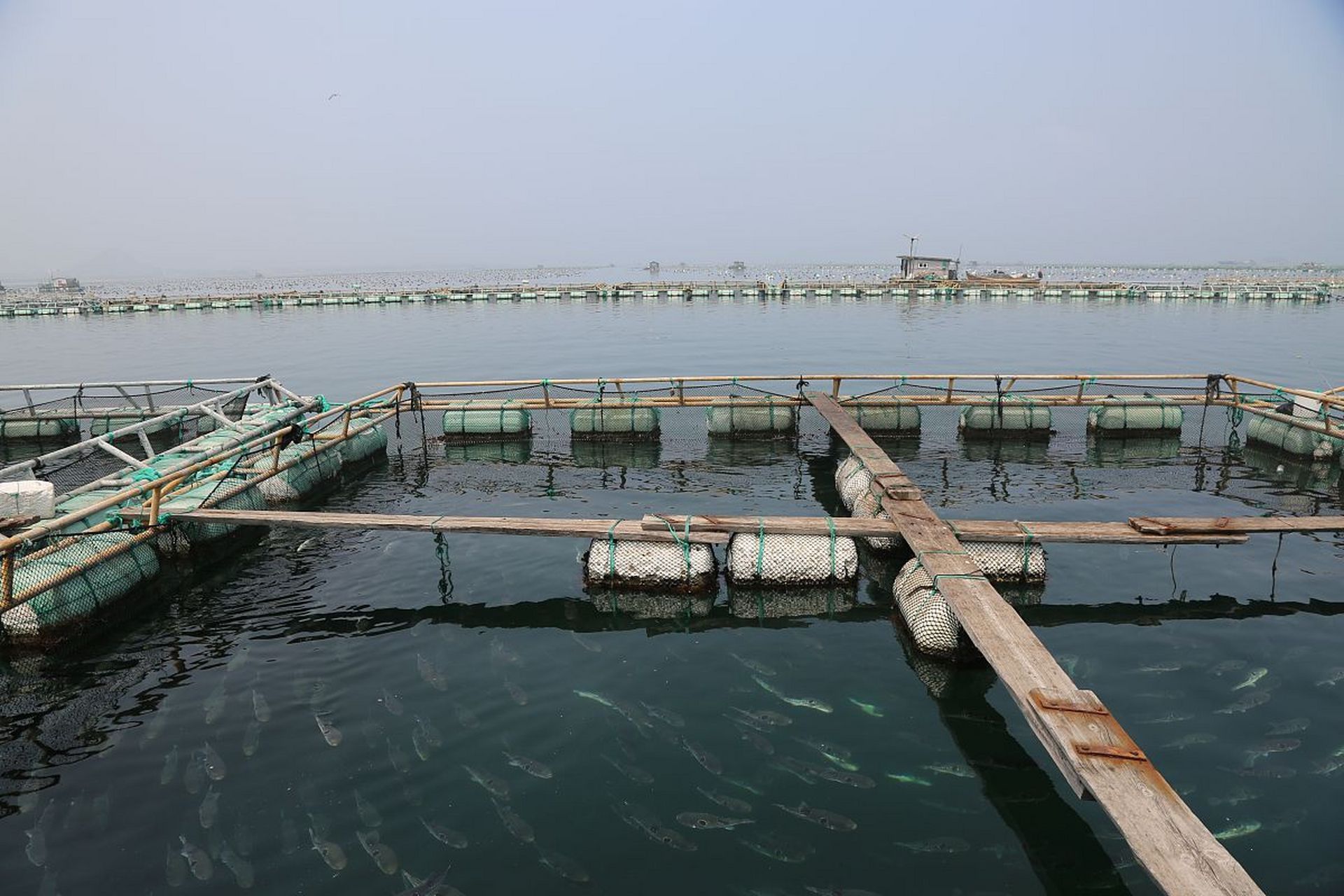 微生物水产养殖(微生物水产养殖实验报告)