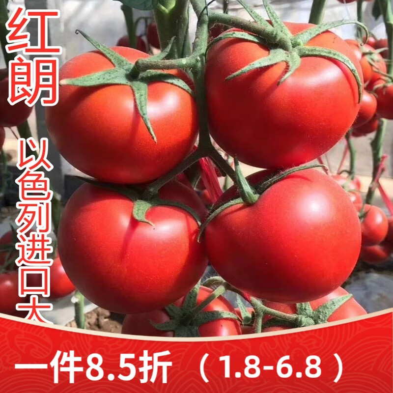 抗病毒的番茄品种(抗高温抗病毒番茄品种)