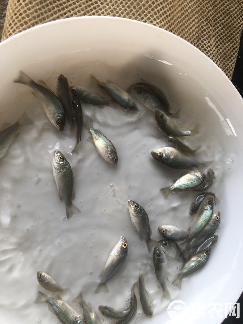 宝石鲈鱼养殖技术(宝石鲈鱼怎么做好吃)