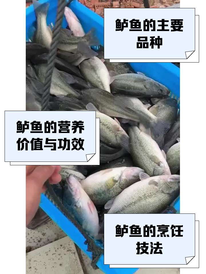 宝石鲈鱼养殖技术(宝石鲈鱼怎么做好吃)