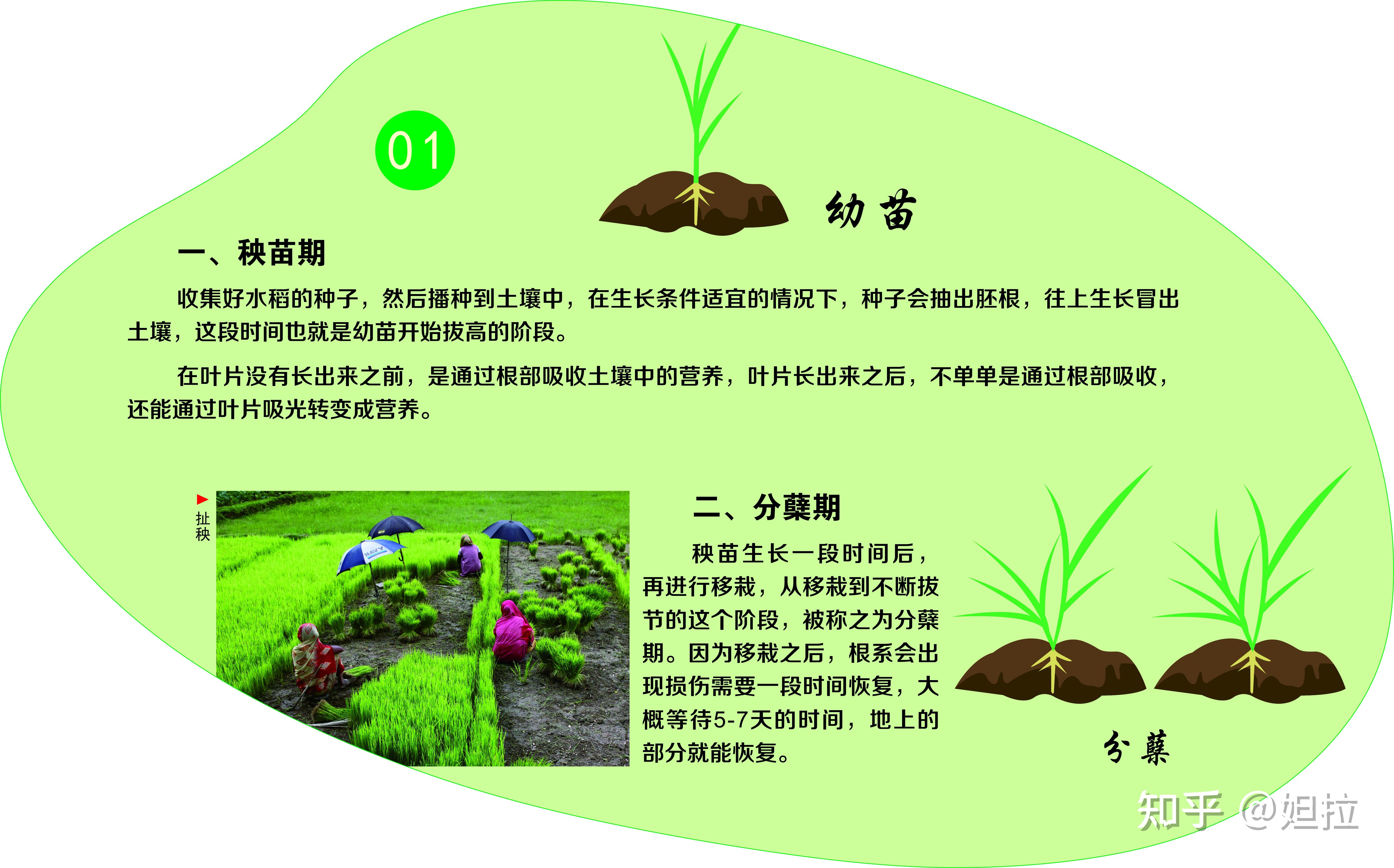 水稻种植图书(水稻种植技术与管理的书)