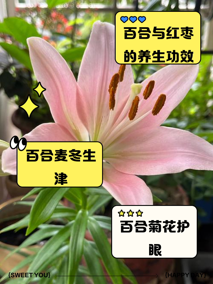 百合花施肥时间(百合花施肥时间和方法)