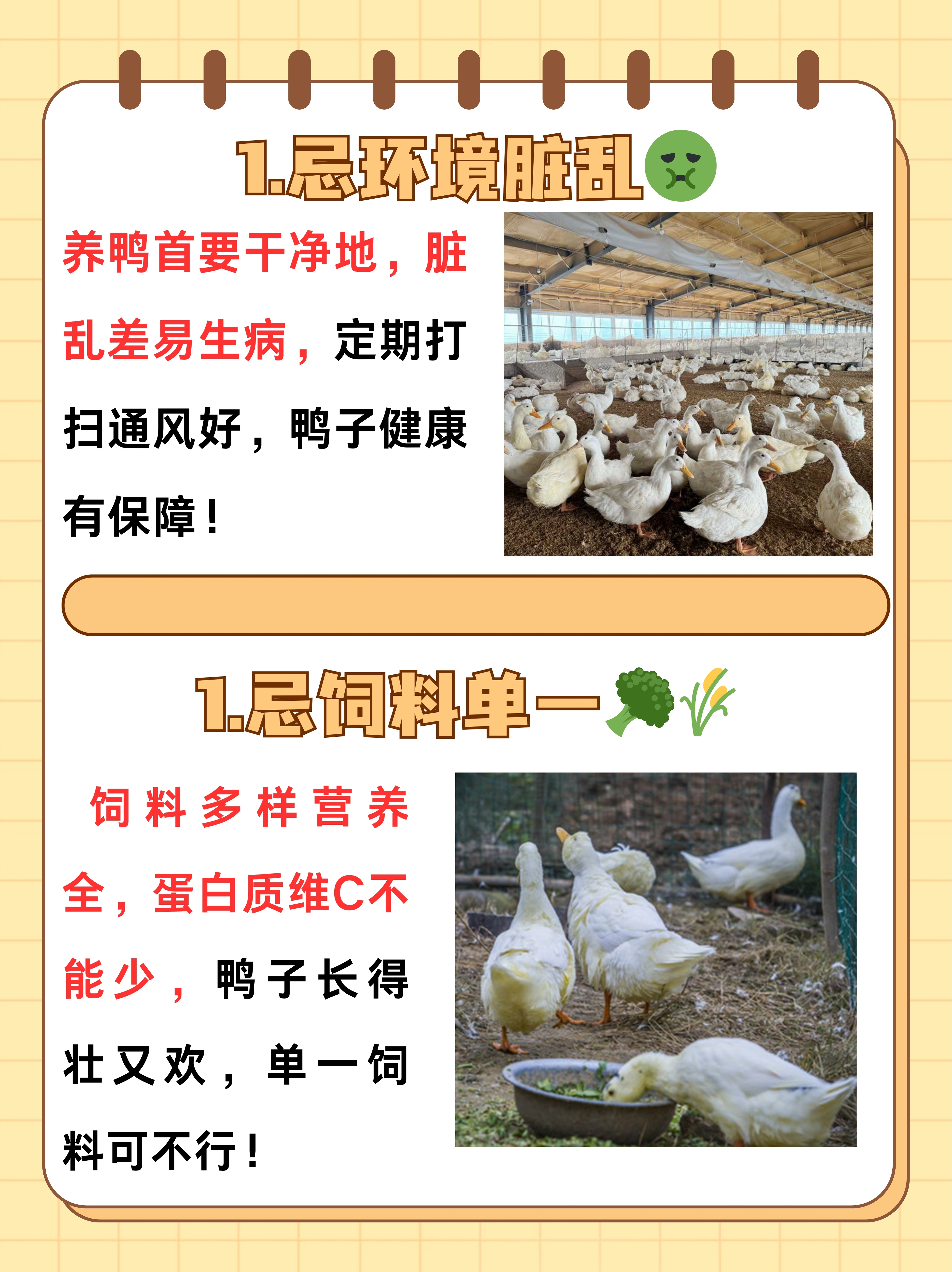 蛋鸭养殖技术方法(蛋鸭养殖技术方法视频)