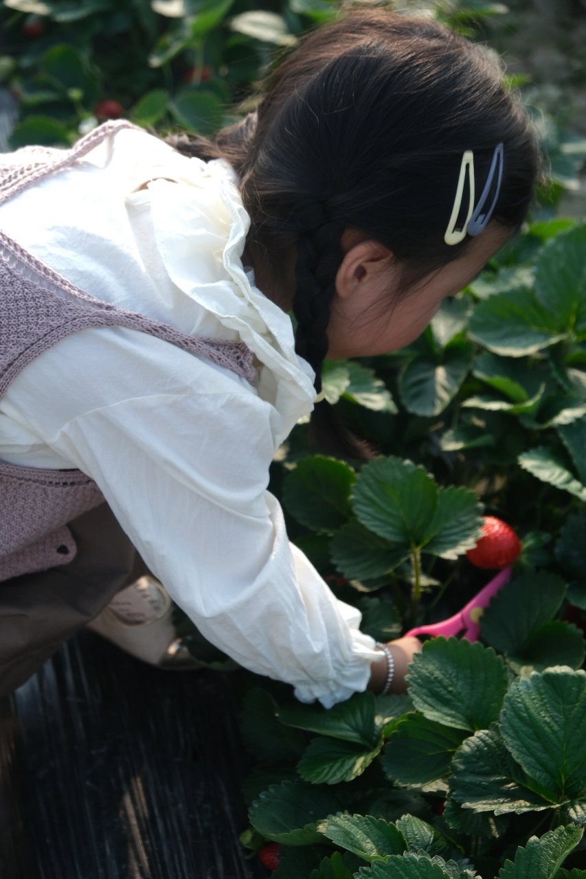 给女生种草莓(女生种草莓在男生脖子怎么消除)