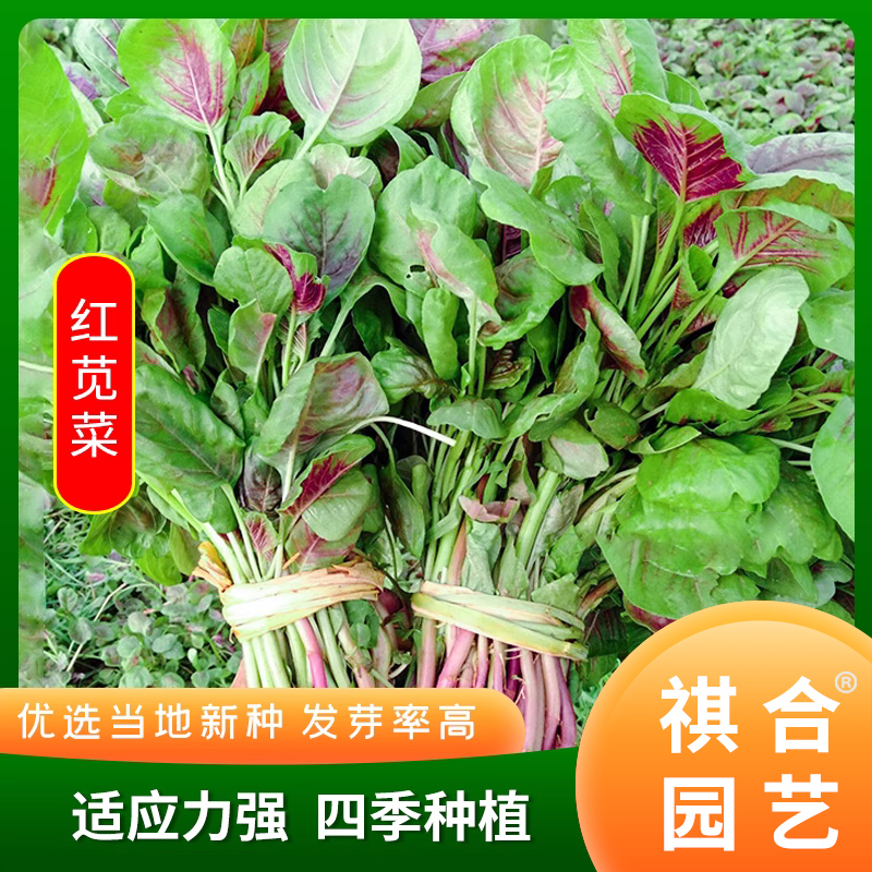 春季蔬菜种植(春季蔬菜种植推荐)