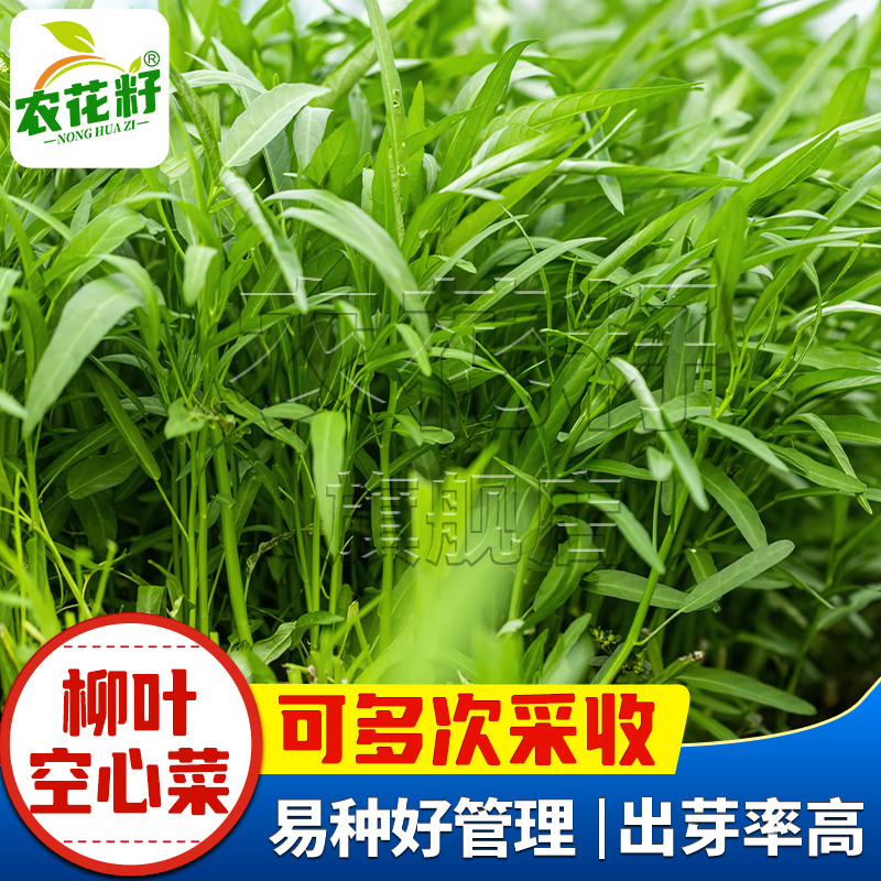 春季蔬菜种植(春季蔬菜种植推荐)