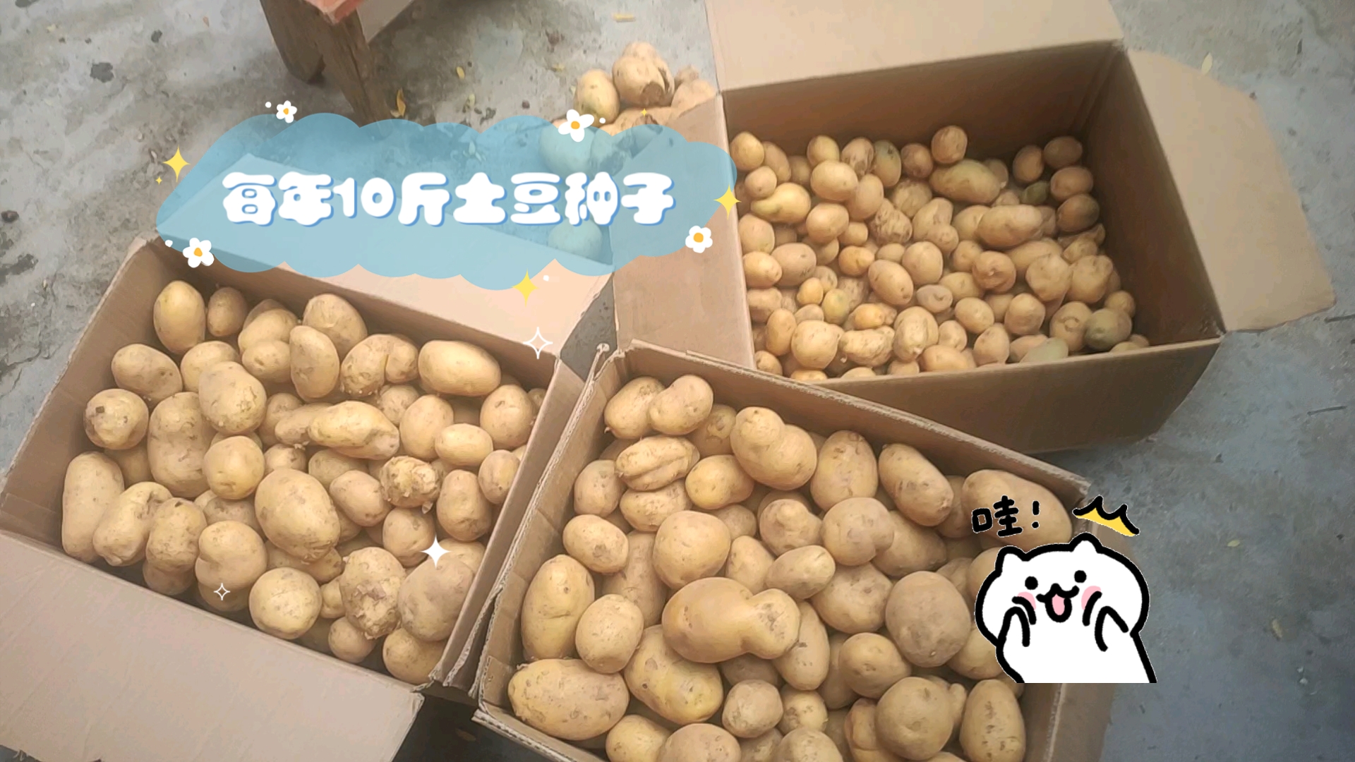 一亩土豆能产多少公斤(一亩地能产多少公斤土豆)