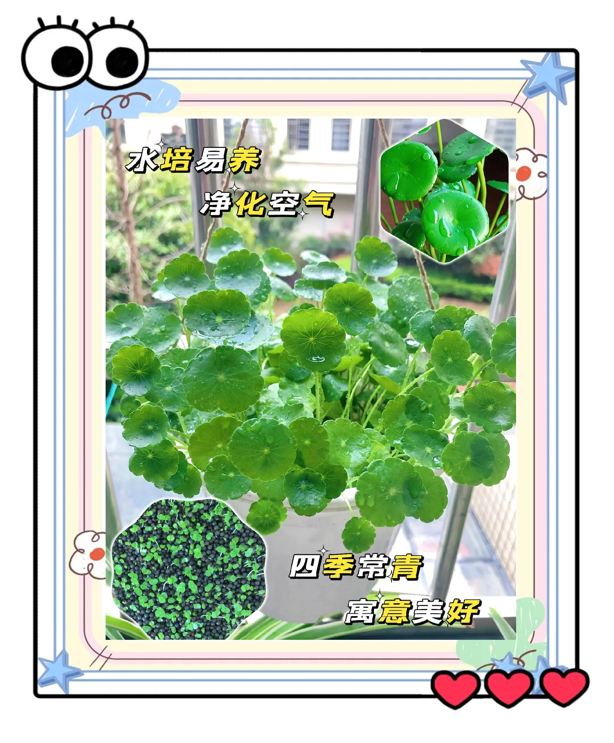 水培铜钱草怎么养殖方法(水培铜钱草养殖方法与技巧)