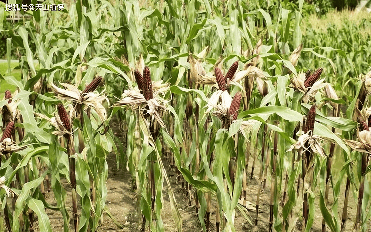 糯玉米种植株行距是多少(糯玉米株距与行距各是多少)