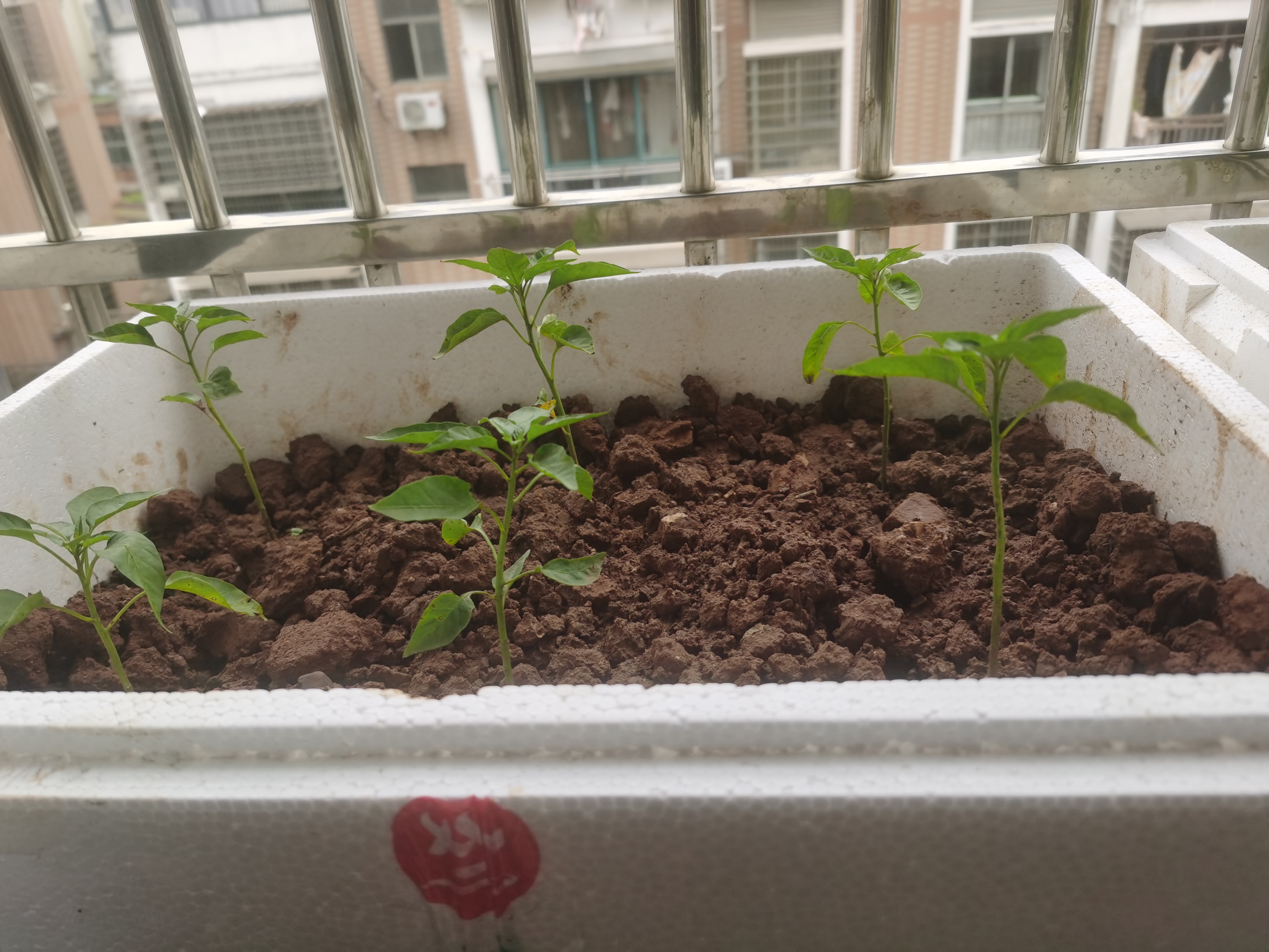 阳台生菜种子怎么种植方法(阳台生菜种子怎么种植方法视频)