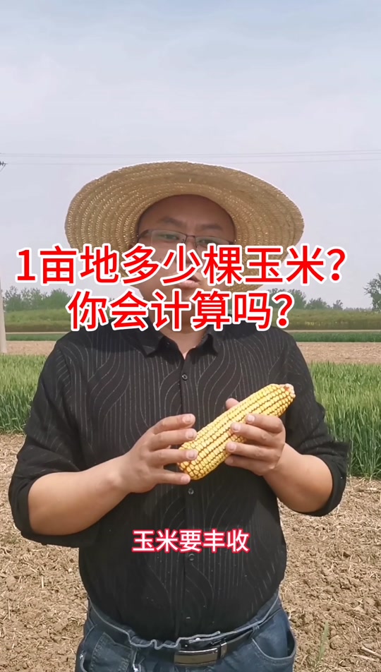 一亩地大概种多少棵玉米(一亩地大概种多少棵玉米合适)