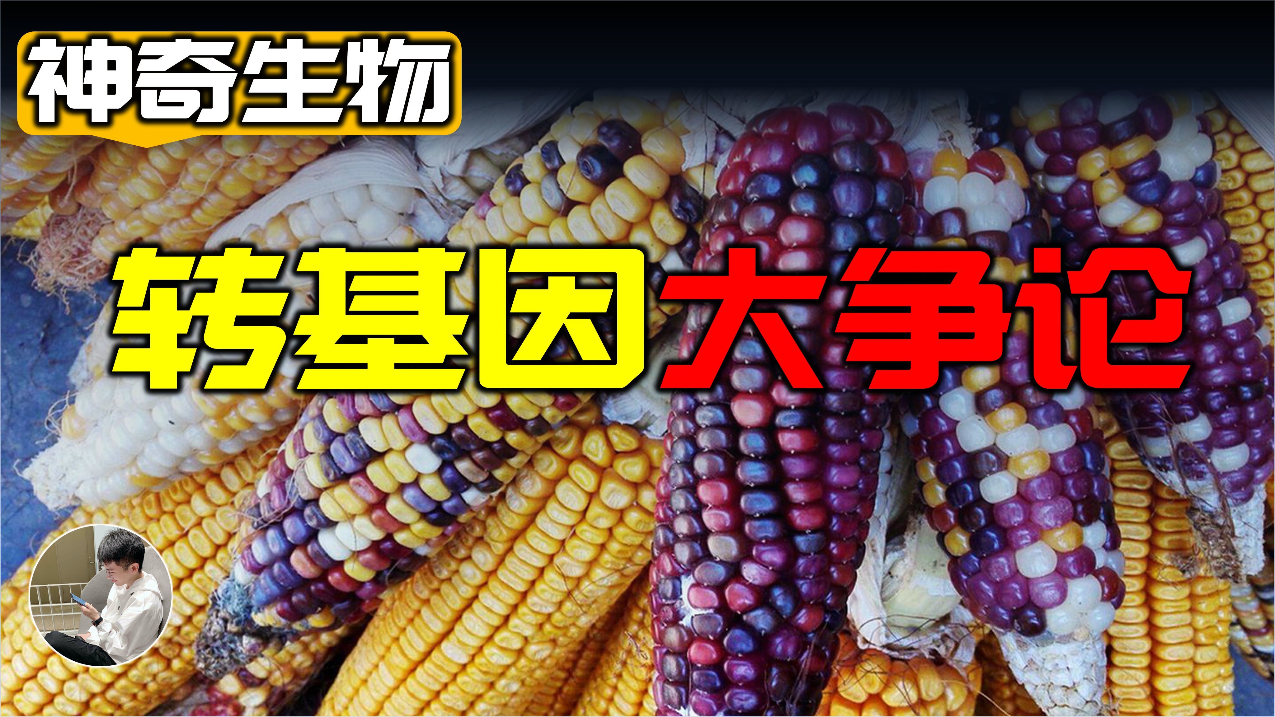 转基因玉米优势(转基因玉米的利与弊)